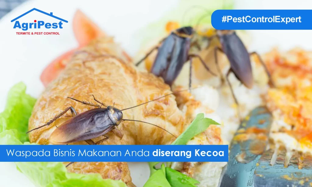 Waspada Bisnis Makanan Anda di Serang Kecoa