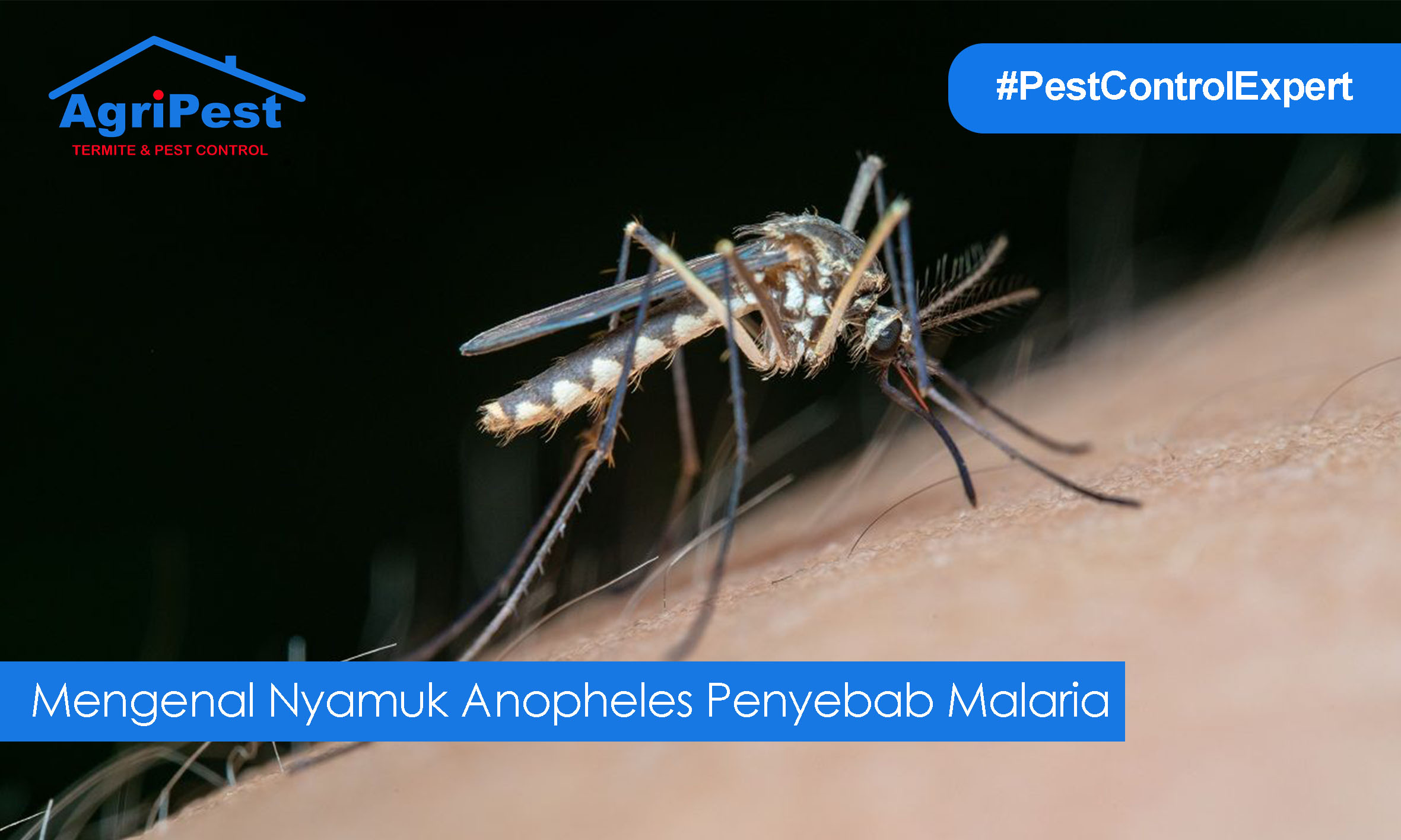 Read more about the article Mengenal Nyamuk Anopheles Penyebab Malaria