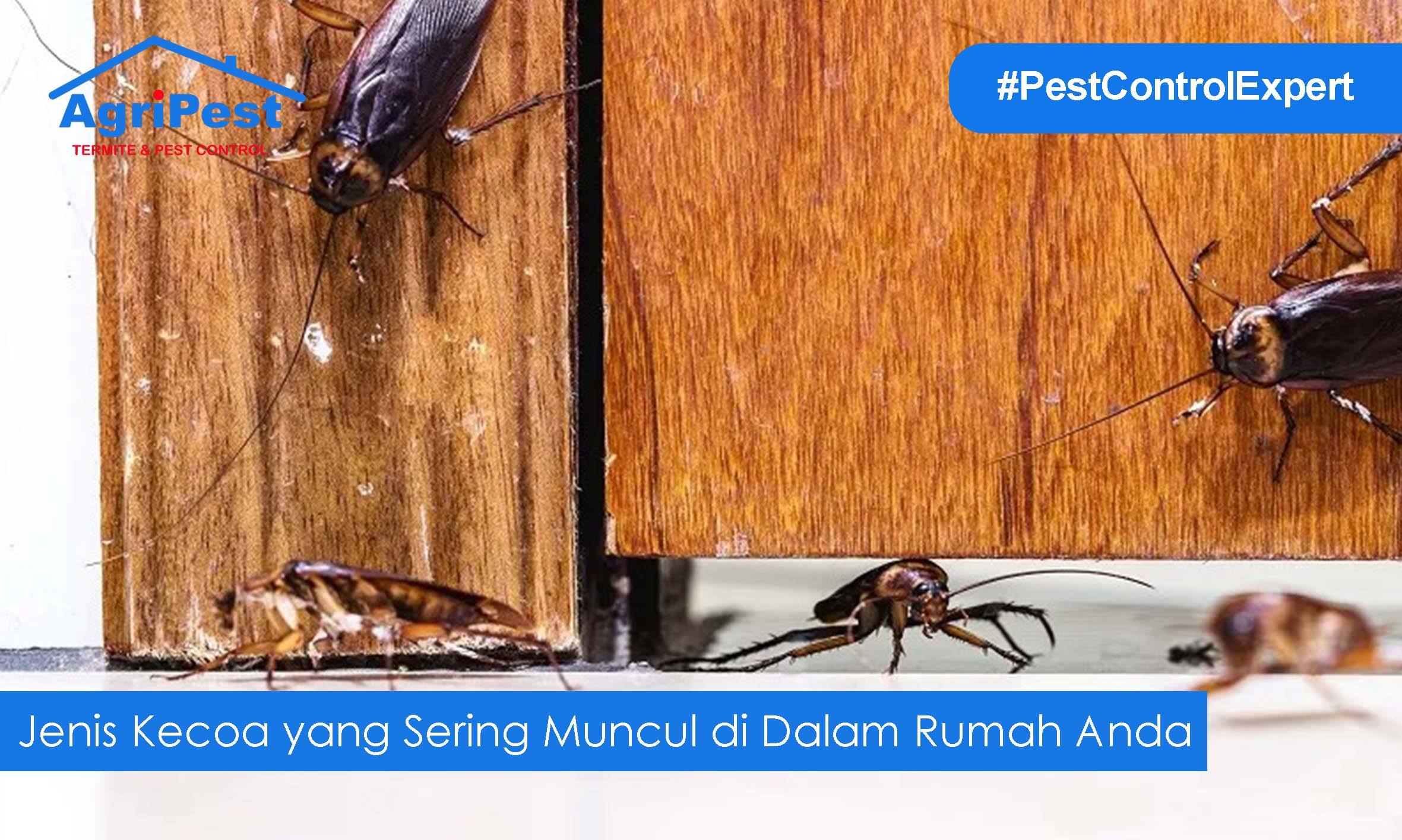 Read more about the article Jenis Kecoa yang Sering Muncul di Dalam Rumah Anda