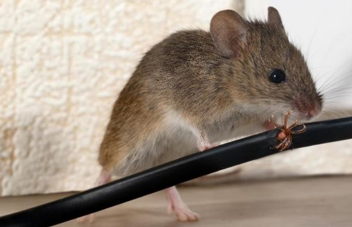 Cara Membasmi Tikus Rumah
