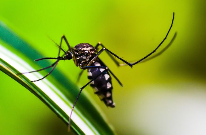 cara mencegah nyamuk berkembang biak