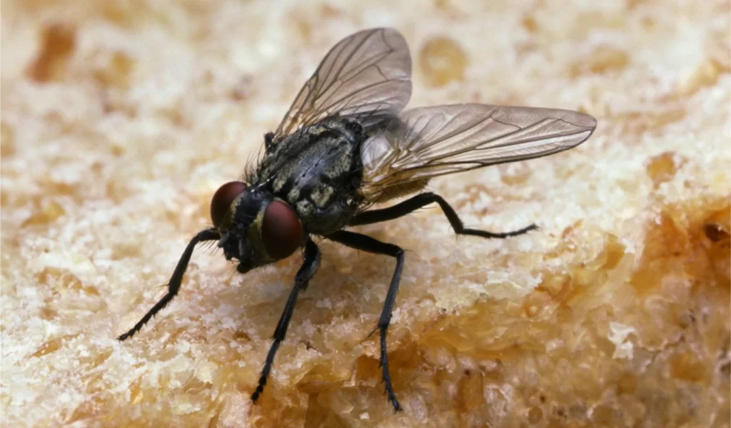 Kenali Jenis Lalat Yang Berbahaya Dan Berisiko Bagi Manusia